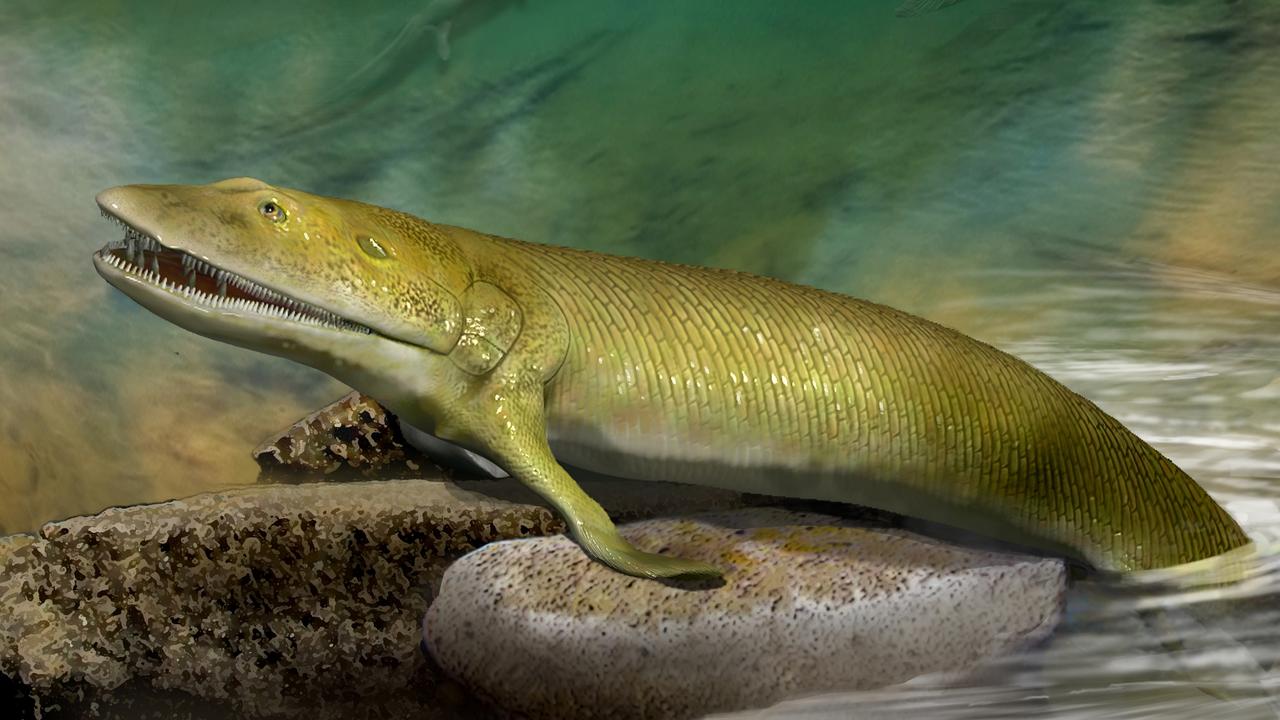 Artist’s impression of an ancient Elpistostege fish fossil found in Canada with fin bones like human hands. Picture: Katrina Kenny