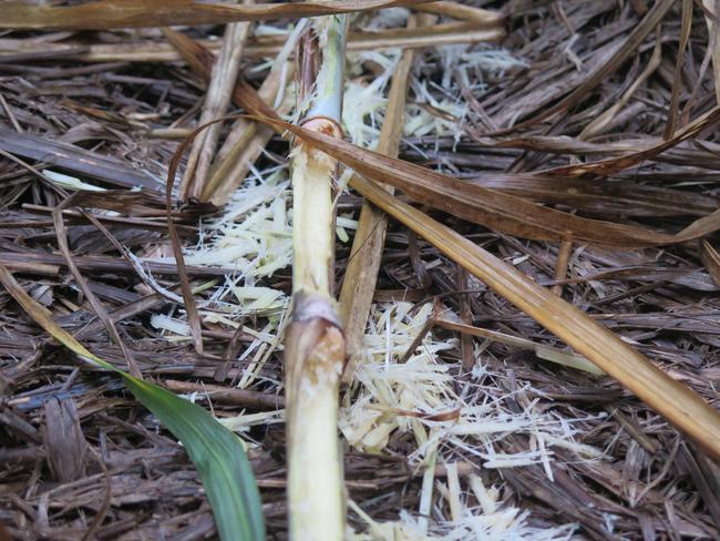 Damage left behind by rats. Picture: Herbert Cane Productivity Services