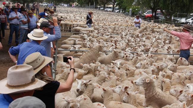 Quality counts: Prices for lambs continue to soften with the emergence of some new season suckers.