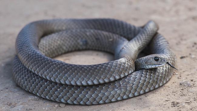 Venomous Snakes And Pythons Thrive Across Nsw Thanks To Boost In Prey 