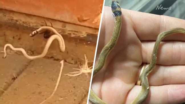 Baby browns snake vs. Redback spider