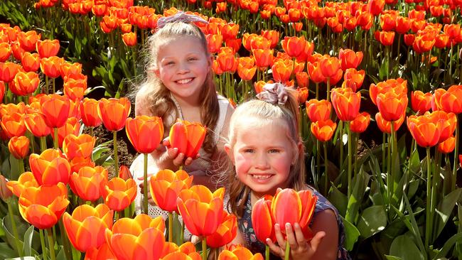 Sisters, 9 year old Lexi (left) and 5 year old Holly take in the Tesselaar Tulip Festival last year. Picture: Hamish Blair