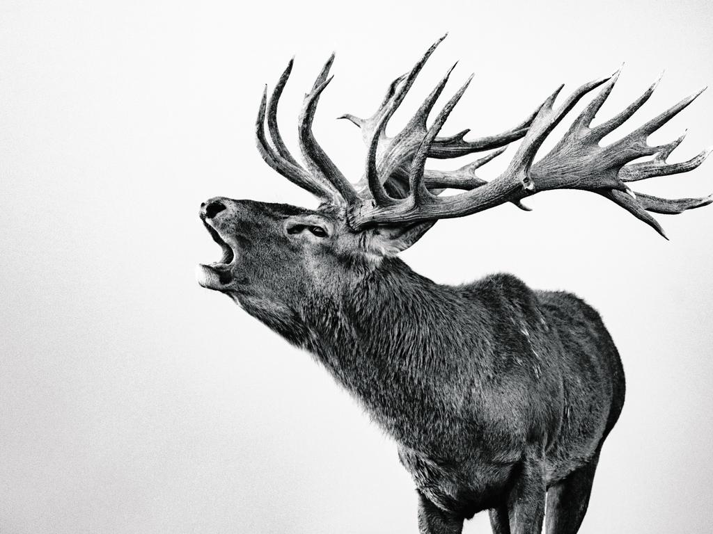 Image Name: The Roar Photographer Name: Kaleb White Series Name: The Roar Series Description: The Roar. An intense occurrence of Red deer taken during the annual breeding season on the North island of New Zealand. I was commissioned to record the essence of stag (males) behavior during the peak roar. Stags are most vocal and have a very distinct roar sound when attracting hinds (females). Stags establish dominance during the roar by not only vocalizing their superiority but also displaying forms of mature postures and often fighting with competing stags to mate with hinds. Being able to safely document large, antlered, wild, and aggressive stags has taken years of practice and patience. Witnessing intense, raw moments, for a brief time, ultimately provides a better understanding of red deer behavior; the essence of The Roar. Picture: Kaleb White, United States of America, Shortlist, Professional, Natural World &amp; Wildlife (2018 Professional competition), 2018 Sony World Photography Awards