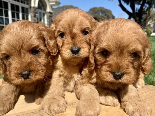 Cavoodle puppies advertised for $8950 each on Gumtree