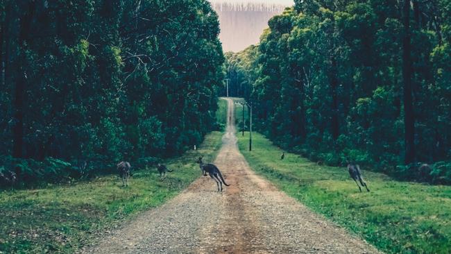 As police continue to investigate a number of frightening incidents of shots being fired in the South Burnett, illegal hunters near Kilkivan and Goomeri are firmly in police sights.