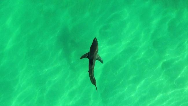 Drones are now a critical tool in identifying shark risks on North Coast beaches.