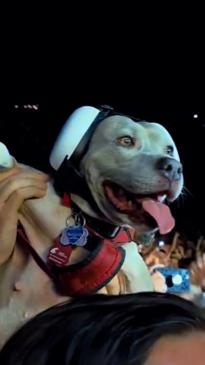 Pitbull wears ear muffs to Blink-182 concert