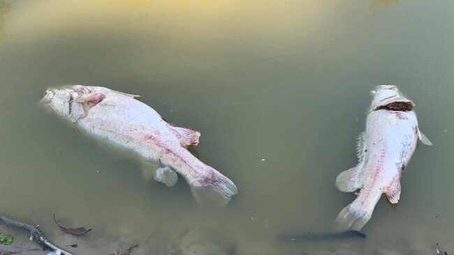 Suffocated Murray cod found downstream of Menindee. Picture: Ty Helms