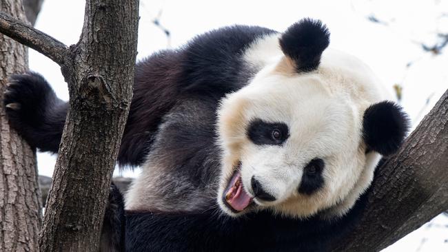 Fu Ni (pictured), together with Wang Wang arrived at the Adelaide Zoo in 2009. Picture: Adrian Mann / Zoos SA