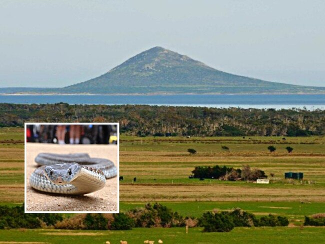 Mount Chappell Island. Picture: Supplied.