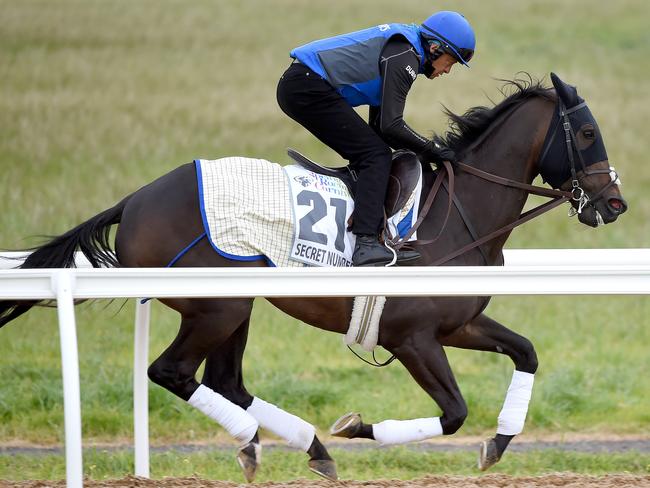 Secret Number goes through his paces. Picture: Nicole Garmston