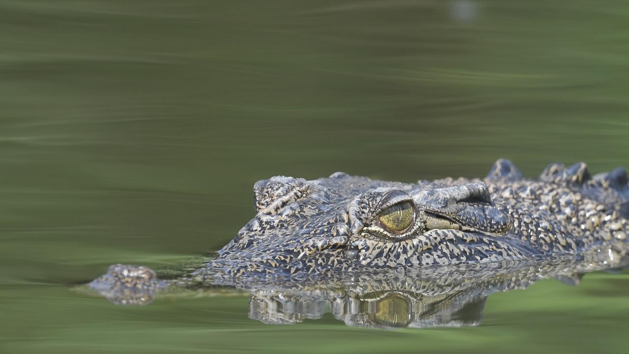 Saltwater crocodile eyeballs a boat on the Mary River. Picture: Amanda Parkinson