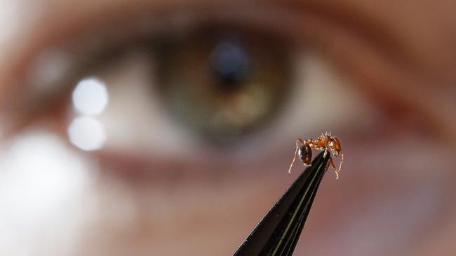 Australia is running out of time to contain the fire ant infestation.