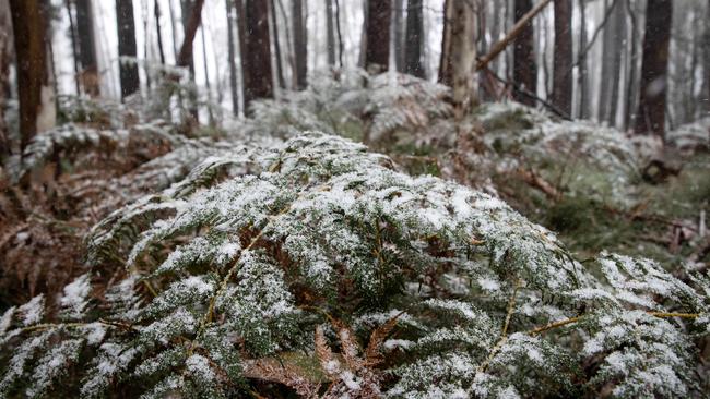 Ferns covered in snow at Mt Macedon. Picture: Mark Stewart