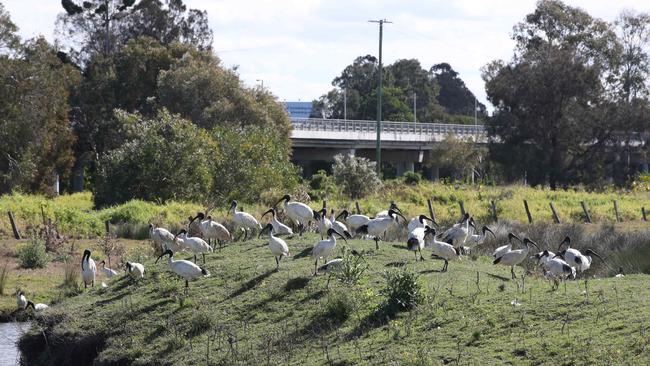 They're back! A colony of ibis has moved back in and around the Stapylton Jacobs Well Rd roundabout at Yatala. Picture: Glenn Hampson