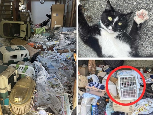 Around 100 dead cats were discovered at the squalid home of a woman in southwest Japan who belonged to an animal welfare group, a local official said on Wednesday.