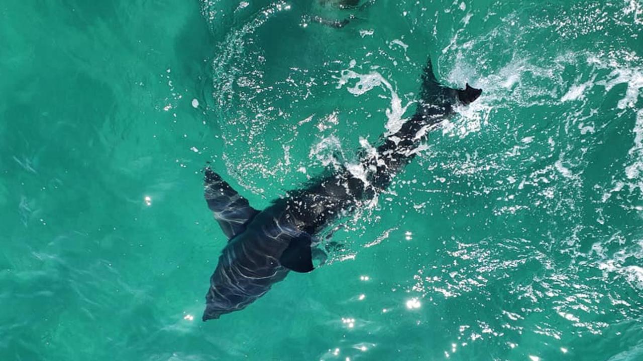 Adelaide’s Semaphore beach: Great white shark spotted | The Advertiser