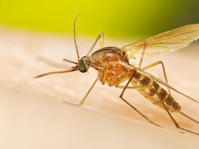 Adult female Cx. quinquefasciatus mosquito before a blood meal.