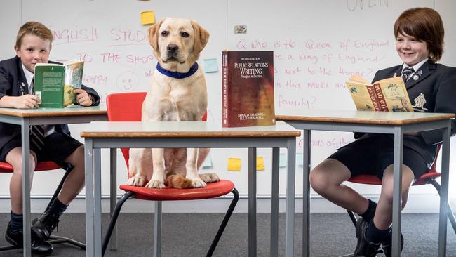 Tintern Grammar students Adam Blake, 10, and Tim Elliot-Bruce, 10, read with school dog, Belle. Picture: Jake Nowakowski