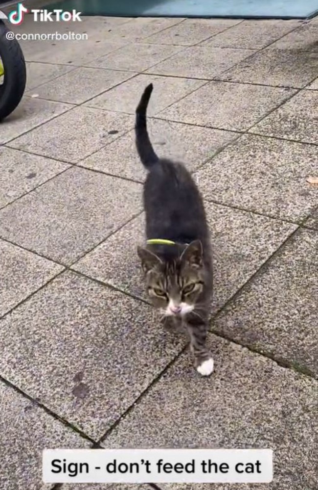 Social media has been divided over a sign asking people to ‘stop feeding’ this cat. Picture: TikTok/connorrbolton