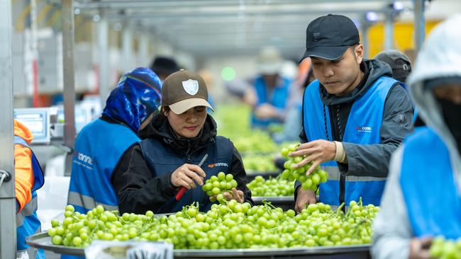 A variety of table grapes are grown at Talia Farms with a longer shelf life targeted through pre-cooling technology.