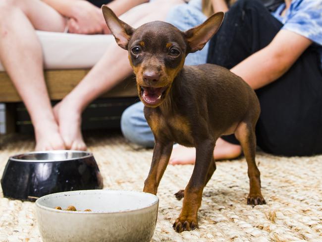 Rusty will thrive on a diet specific to her age. Picture: Dylan Robinson