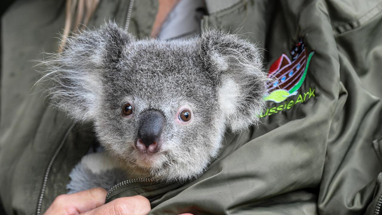 Labor will provide more funding for koala hospitals and koala conservation programs. Picture: supplied.