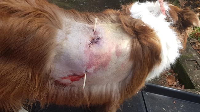 The injuries sustained by a dog after she was allegedly attacked by a person in Glenbrook last week. Police are appealing for witnesses.