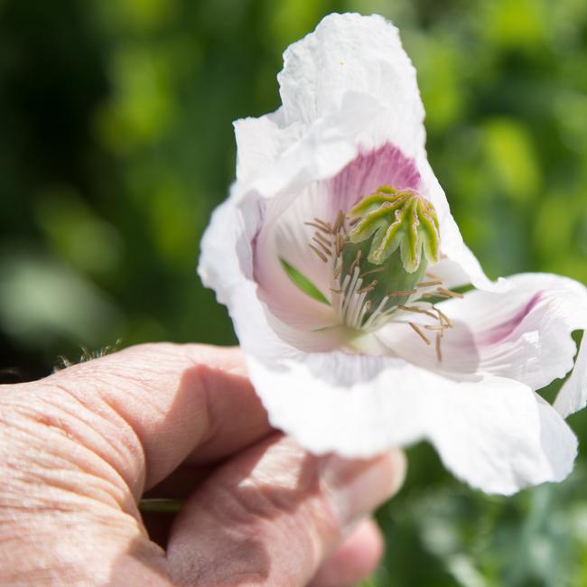 Tasmanian growers will increase the area planted to poppies by 40 per cent this season. Picture: Peter Mathew