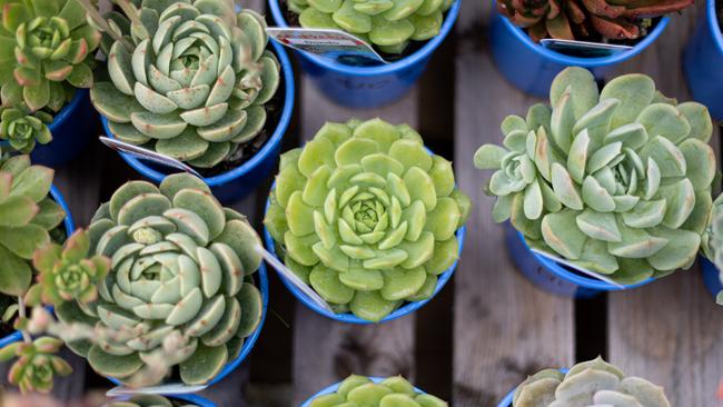 Samford Valley Garden Centre has a big range of succulents, which make great Christmas gifts. Picture: Dominika Lis