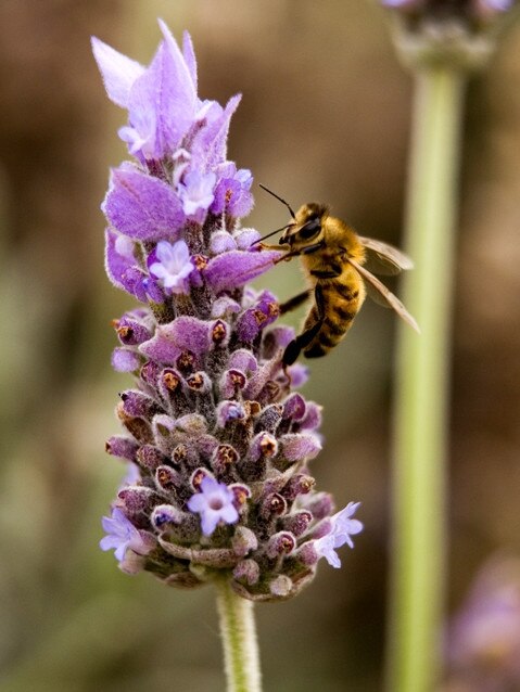 A Ligurian bee on Kangaroo Island. Picture: Supplied