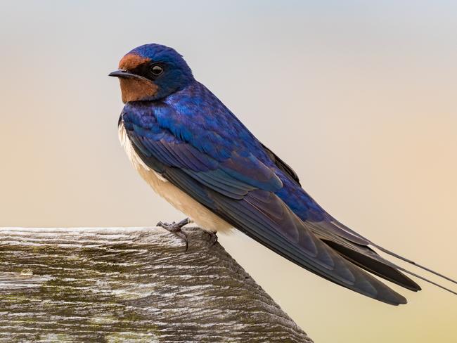 If I can hear the birds, that means the aeroplanes are not flying, which in turns means that people are dying, says Stephen Drill. Picture: Istock