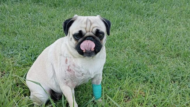 Pug Lexi, owned by Kristel and Marcus. Lexi was attacked by a neighbour's dog on August 4. Picture: GoFundMe.