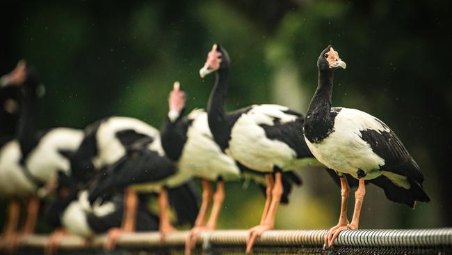 Magpie geese nesting numbers depend on when the count is done. Picture: Glenn Campbell