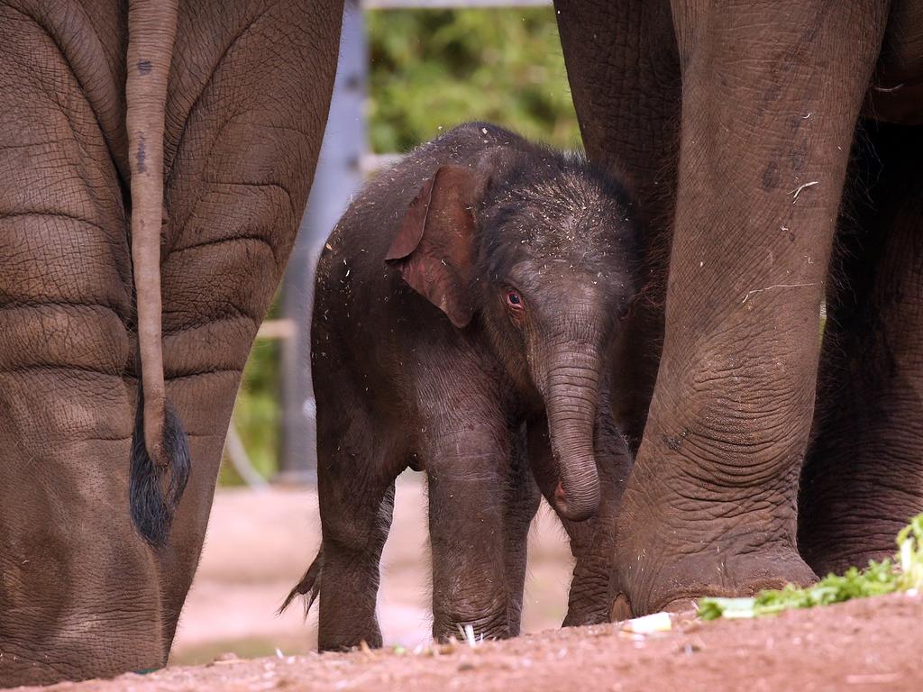 Taronga’s new baby takes his first walk outside | news.com.au ...