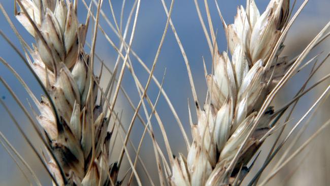 Grain Harvest. Mallee. Wheat.