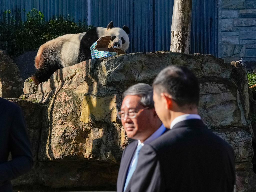 Wang Wang the panda stole the spotlight as he happily devoured a box in front of China’s Premier Li Qiang at Adelaide Zoo. The moment came during Li’s visit to Australia, aimed at strengthening bilateral ties and addressing key issues, including trade barriers and the release of imprisoned Australian blogger Yang Hengjun. The visit marked a significant diplomatic step, the first high-level outreach by a Chinese leader to Australia since 2017. Picture: Getty