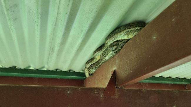 LOOK UP... Logan snake catcher Glenn 'Ozzie' Lawrence has warned residents to check shoes and under cars after the floods have flushed out many poisonous red belly black snakes and huge coastal carpet pythons.