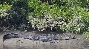 Bri’s sister-in-law Hayleigh Brackley said she spotted 15 crocodiles, including this one, on a fishing trip on Proserpine River on a recent weekend. Picture: Supplied