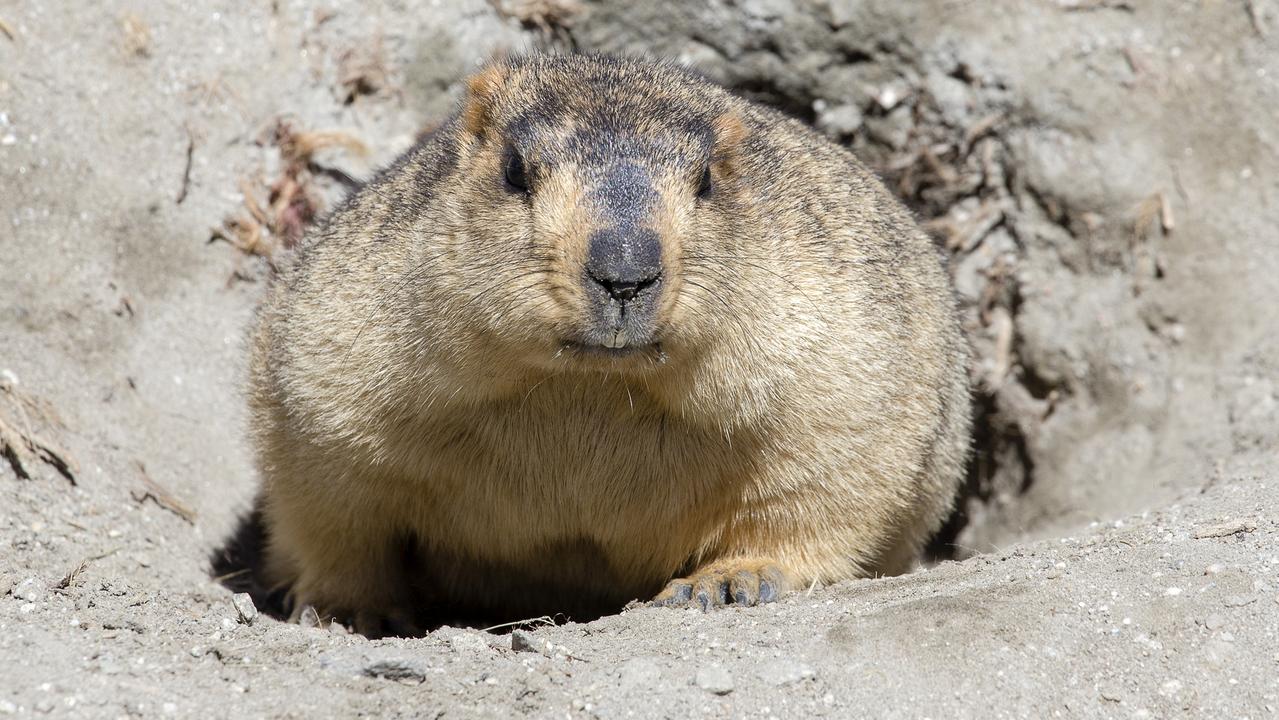 Residents in an Inner Mongolia city have been warned to avoid hunting and eating animals that could carry the bubonic plague, including marmots. Picture: iStock