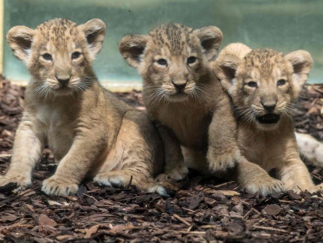 Asian lion cubs make their first appearance | Daily Telegraph