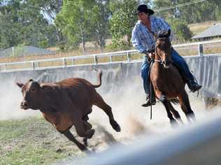 CAMPDRAFT: Bill Cook in action at the annual Eidsvold campdraft last year. Picture: Philippe Coquerand