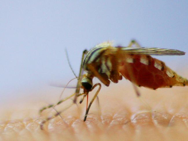 The warm autumn weather has extended the mosquito danger season in the Clarence Valley.