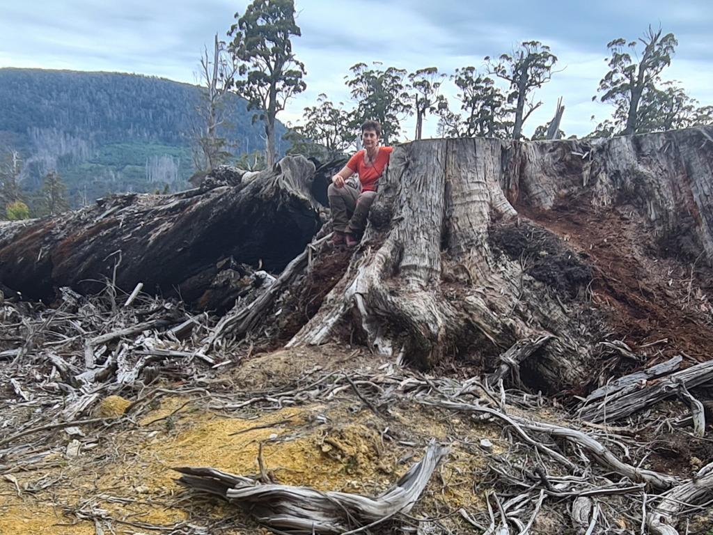 Huon Valley Councillor Jenny Cambers-Smith with the stump of a huge tree in a Huon Valley logging coupe near the Grove of Giants