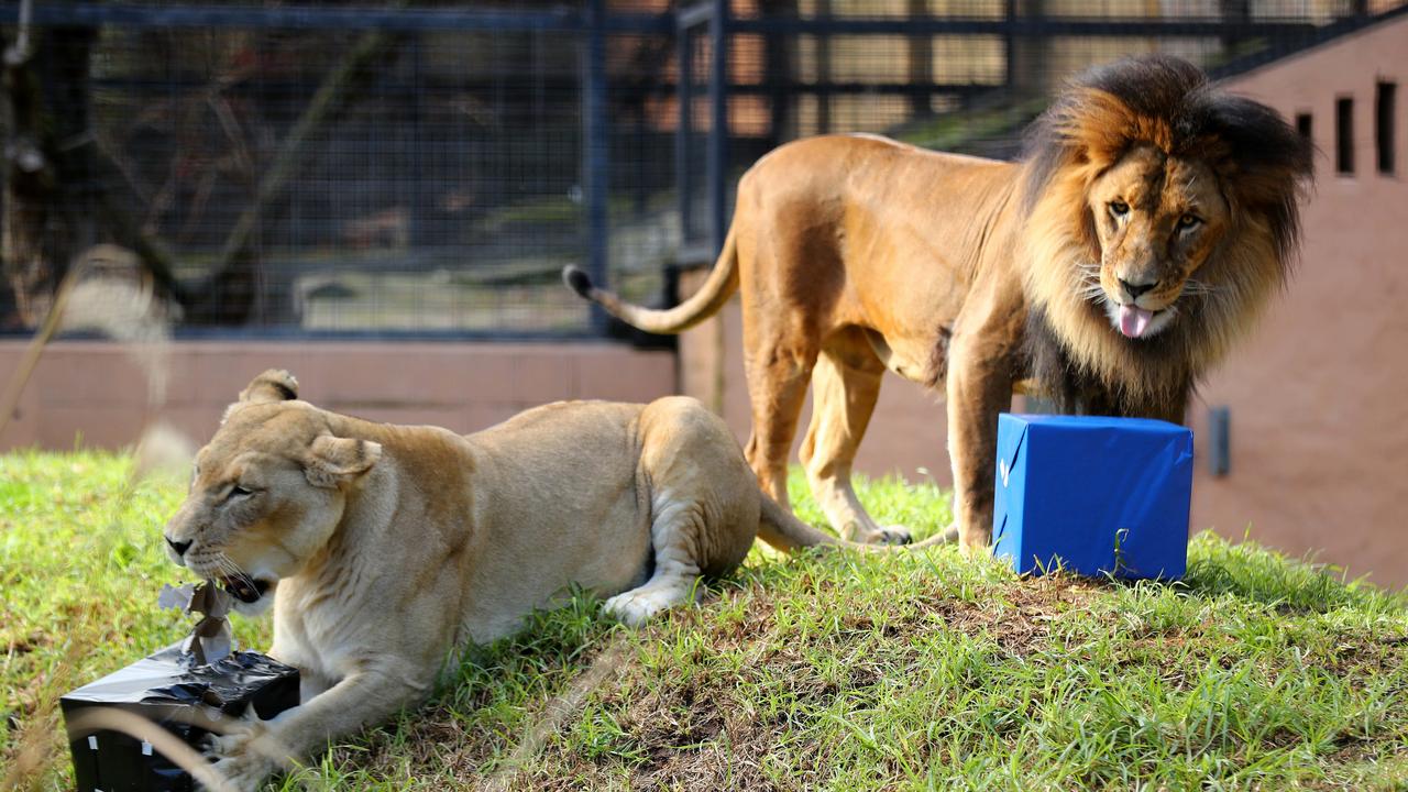 Most South Australians agree with the zoo’s decision to put down a pair of African lions. Picture: Tait Schmaal