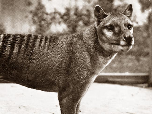 University of Tasmania research suggests the thylacine may have survived into the 2000s and there's a chance Tasmanian tigers may still exist in Tasmania's remote South West.