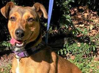 YOURS? Roxy is Pet of the Week at Coffs Harbour RSPCA shelter. Picture: Contributed