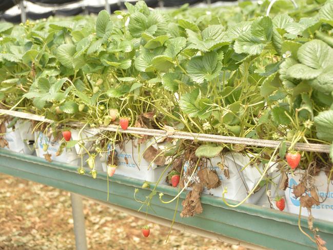 The produce at Eastern Colour didn't disappoint during their 'pick your own' event for the Stanthorpe Apple and Grape Harvest Festival on Saturday, March 2, 2024. Photo: Jessica Klein