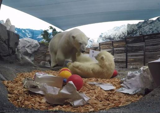 Sea World's polar bears enjoy Christmas on the Gold Coast