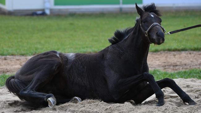 The Cliffsofmoher has a roll in the sand at Werribee. Picture: AAP